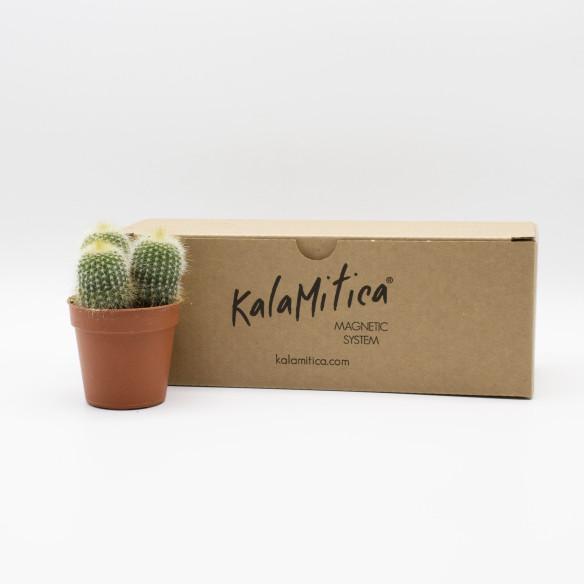 Kalamitica Notocactus Leninghausii Outlet