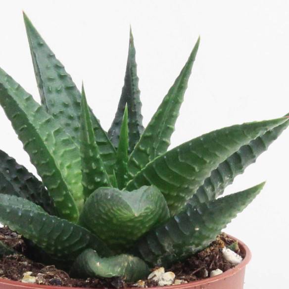 Kalamitica Haworthia Limifolia In Vendita