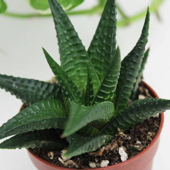 Kalamitica Haworthia Limifolia In Vendita