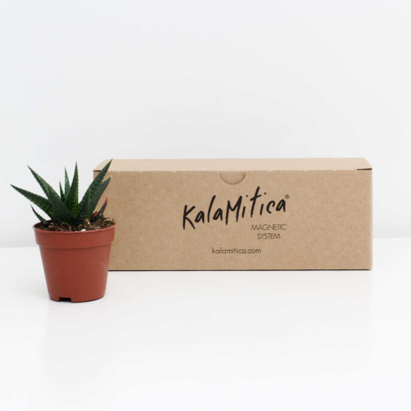 Kalamitica Haworthia Limifolia In Vendita