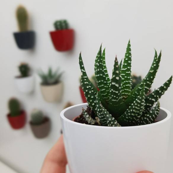 Kalamitica Boule Magnetica Ø 6 cm con Haworthia Superfasciata Saldi