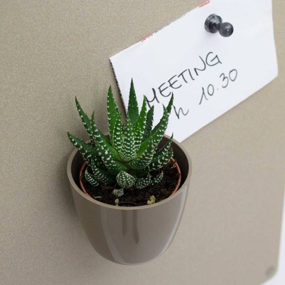 Kalamitica Boule Magnetica Ø 6 cm con Haworthia Superfasciata Saldi
