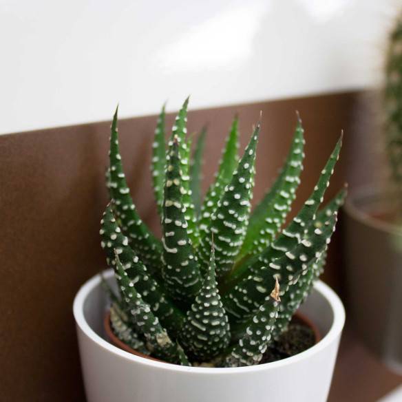 Kalamitica Boule Magnetica Ø 6 cm con Haworthia Superfasciata Saldi