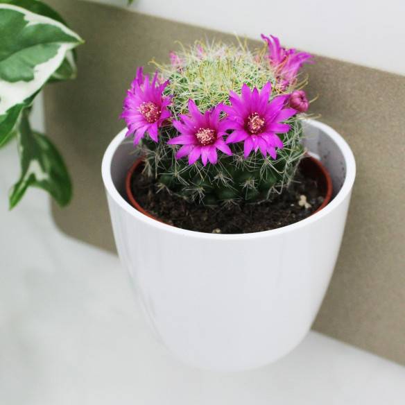 Kalamitica Boule Magnetica Ø 6 cm con Mammillaria Zeilmanniana Offerte