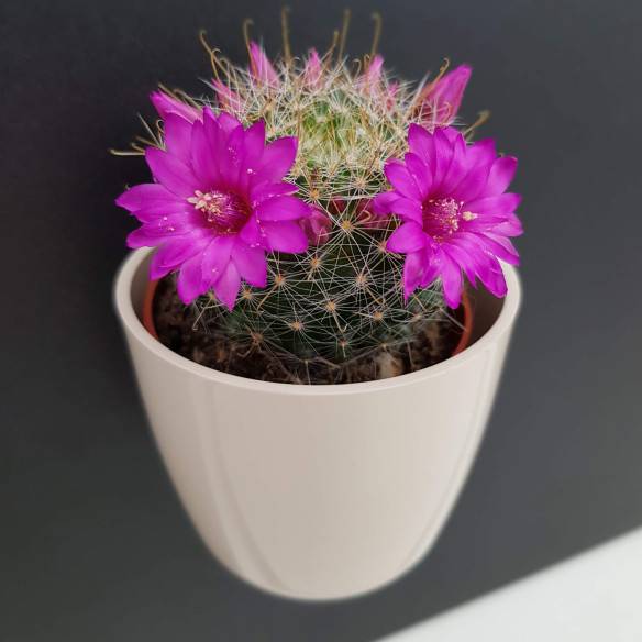 Kalamitica Boule Magnetica Ø 6 cm con Mammillaria Zeilmanniana Offerte