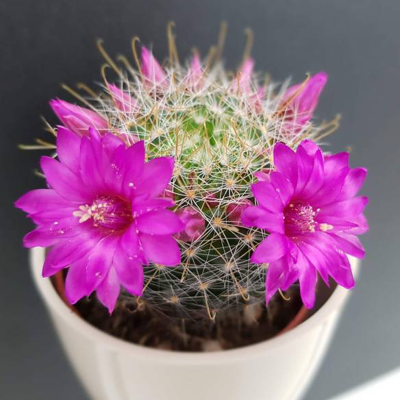 Kalamitica Boule Magnetica Ø 6 cm con Mammillaria Zeilmanniana Offerte
