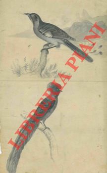 Abebooks Disegno originale